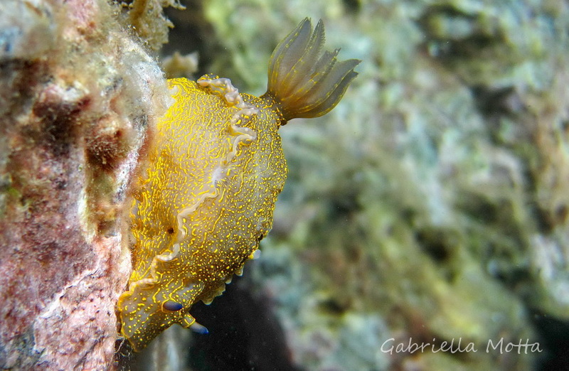 Hypselodoris picta